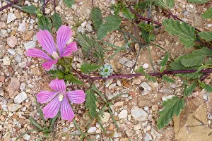 Chios: Malope malacoides in flower Chios, Greece