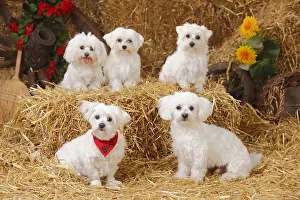 Cabin: Maltese