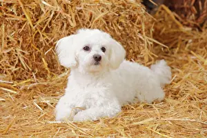 Maltese: Maltese dog lies in straw