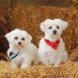 Scarf: Two Maltese dogs with scarf sitting in straw