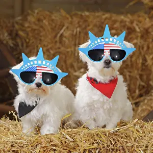 Neckerchief: Two Maltese dogs wearing American Statue of Liberty