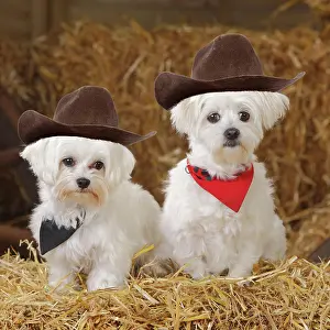 Scarves: Two Maltese dogs wearing cowboy hats with scarves