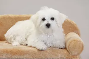 Sofa: Maltese, puppy, 14 weeks, lying on dog sofa, white