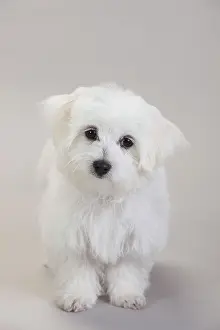Maltese: Maltese, puppy, 14 weeks, white background
