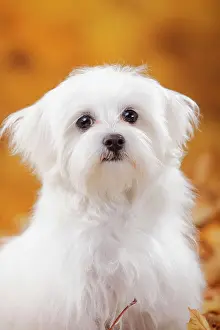 Maltese: Maltese, puppy, 6 months, animal portrait, autumnal