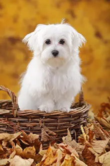Basket: Maltese, puppy, 6 months, autumn leaves, basket