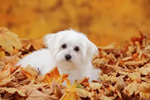 Maltese: Maltese, puppy, 6 months, sitting in autumn leaves