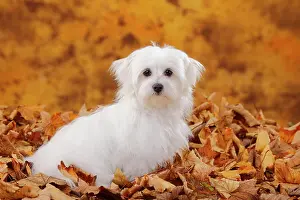 Maltese: Maltese, puppy, 6 months, sitting in autumn leaves