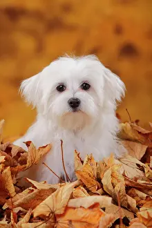 Maltese: Maltese, puppy, 6 months, sitting in autumn leaves