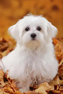 Maltese: Maltese, puppy, 6 months, sitting in autumn leaves