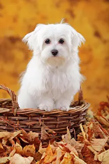 Maltese: Maltese, puppy in basket in autumn leaves, 6 months