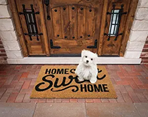 Greeting: Maltese puppy sitting home sweet home welcome mat