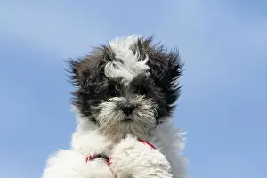 Maltese: Maltese-Shi Tzu hybrid, portrait Malteser-Shi Tzu