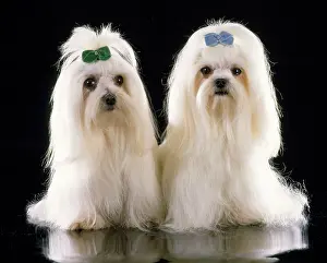 Maltaise: Maltese Terrier Dog