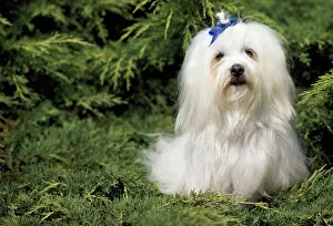 Maltaise: Maltese Terrier Dog