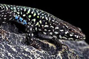 Malta: Maltese wall lizard (Podarcis filfolensis laurentiimuelleri)