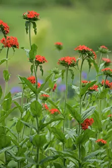 Lychnis: Maltesecross