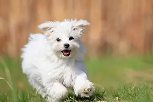 Move: Malteser Welpe (Canis lupus familiaris), Welpe rennt