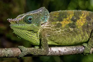 Calumma: Malthes elephant-eared chameleon (Calumma cf. malthe)