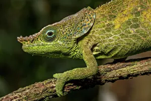 Calumma: Malthes elephant-eared chameleon (Calumma cf. malthe)