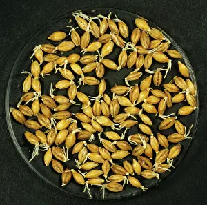 Beer: Malting Barley