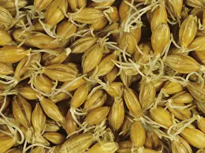 Distilling: Malting barley seed germination