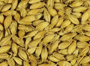 Vulgare: Malting process: Barley grain after kilning