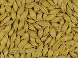 Vulgare: Malting process: Barley seeds