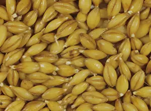 Vulgare: Malting process: Barley seeds beginning to chit