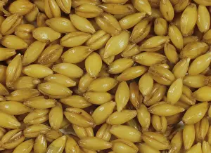 Vulgare: Malting process: Barley seeds steeping