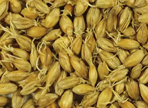 Process: Malting process: germinated Barley seeds drying