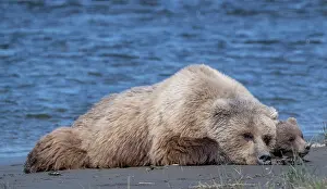 Relaxing: Mama and cub rest in the sun near the shores of