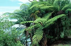 Cyathea: Mamaku Tree Fern