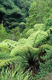 Maori: Mamaku Tree Fern - pith boiled for food by Maori people