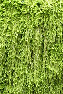 Bryidae: Mamillate plait-moss - Hypnum andoi - Hypnaceae