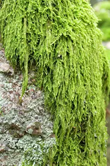 Bryidae: Mamillate plait-moss - Hypnum andoi - Hypnaceae