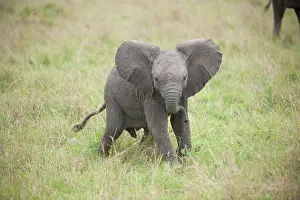 051017: Mammal. Afrian Elephant calf, Masai mara, kenya