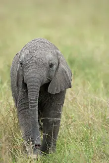 051017: Mammal. Afrian Elephant calf, Masai mara, kenya