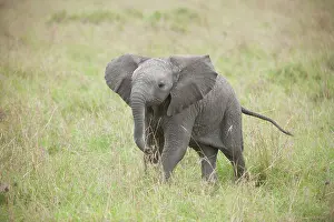 051017: Mammal. Afrian Elephant calf, Masai mara, kenya