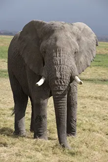 240118: Mammal. African Elephant, Amboseli, Kenya