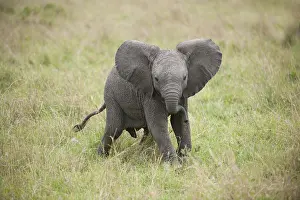 240118: Mammal. African Elephant, Massi mara, Kenya