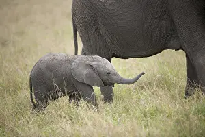240118: Mammal. African Elephant, Massi mara, Kenya