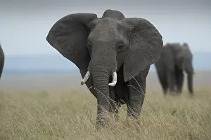 240118: Mammal. African Elephant, Massi mara, Kenya