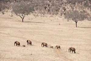 240118: Mammal. African Elephant, Tsavo, Kenya