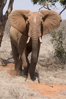 240118: Mammal. African Elephant, Tsavo, Kenya
