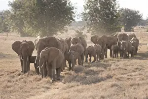 240118: Mammal. African Elephant, Tsavo, Kenya