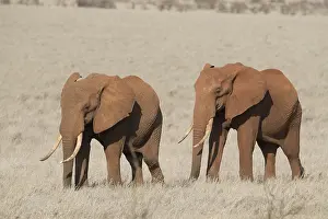 240118: Mammal. African Elephant, Tsavo, Kenya