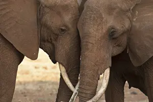 240118: Mammal. African Elephant, Tsavo, Kenya