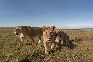 240118: Mammal. African Lion, Masai mara, Kenya