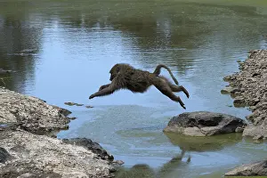 Anubis: Mammal, Anubis Baboon jumping water, Masai Mara, Kenya